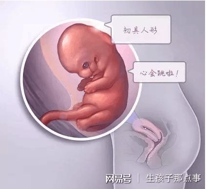 有偿同志供卵咨询怎么找